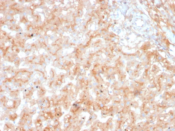 Formalin-fixed, paraffin-embedded human adrenal gland stained with Apolipoprotein E (APOE) Mouse Monoclonal Antibody (APOE/3673).