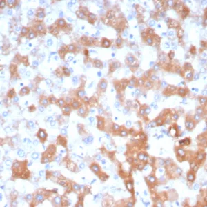 Formalin-fixed, paraffin-embedded human liver stained with Apolipoprotein H Mouse Monoclonal Antibody (APOH/3705). HIER: Tris/EDTA, pH9.0, 45min. 2°C: HRP-polymer, 30min. DAB, 5min.