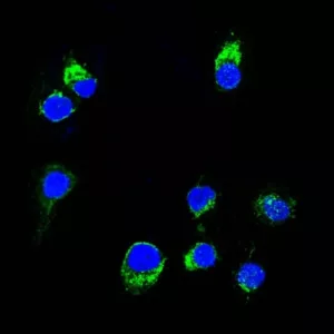 Confocal Immunofluorescent analysis of Ramos cells using CF488-labeled Lambda Light Chain Monoclonal Antibody (HP6054) (Green). DAPI was used to stain the cell nuclei (blue).