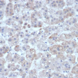 Formalin-fixed, paraffin-embedded human adrenal gland stained with Interleukin-1 Beta (IL-1B) Mouse Monoclonal Antibody (IL1B/463). HIER: Tris/EDTA, pH9.0, 45min. 2°C: HRP-polymer, 30min. DAB, 5min.