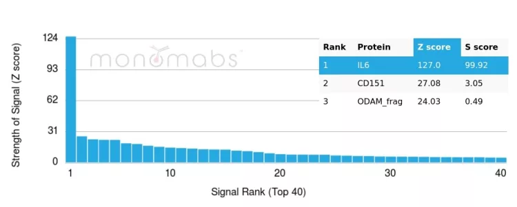 Analysis of Protein Array containing more than 19,000 full-length human proteins using IL-6-Monospecific Mouse Monoclonal Antibody (IL6/4643). Z- and S- Score: The Z-score represents the strength of a signal that a monoclonal antibody (MAb) (in combination with a fluorescently-tagged anti-IgG secondary antibody) produces when binding to a particular protein on the HuProtTM array. Z-scores are described in units of standard deviations (SD's) above the mean value of all signals generated on that array. If targets on HuProtTM are arranged in descending order of the Z-score, the S-score is the difference (also in units of SD's) between the Z-score. S-score therefore represents the relative target specificity of a MAb to its intended target. A MAb is considered to specific to its intended target, if the MAb has an S-score of at least 2.5. For example, if a MAb binds to protein X with a Z-score of 43 and to protein Y with a Z-score of 14, then the S-score for the binding of that MAb to protein X is equal to 29. IL-6 (Interleukin-6) / Interferon beta-2 (Hybridoma Growth Factor) Antibody - Image 4