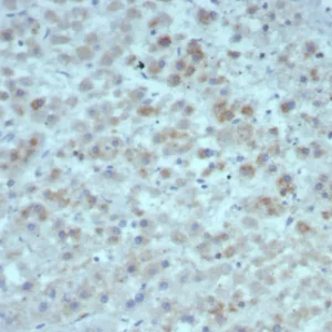 Formalin-fixed, paraffin-embedded human adrenal gland stained with Interleukin-15 Recombinant Mouse Monoclonal Antibody (rIL15/8049). HIER: Tris/EDTA, pH9.0, 45min. 2°C: HRP-polymer, 30min. DAB, 5min.