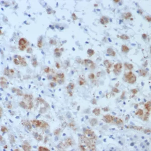 Formalin-fixed, paraffin-embedded human adrenal gland stained with Interleukin-15 (IL-15) Mouse Monoclonal Antibody (IL15/4696). HIER: Tris/EDTA, pH9.0, 45min. 2°C: HRP-polymer, 30min. DAB, 5min.