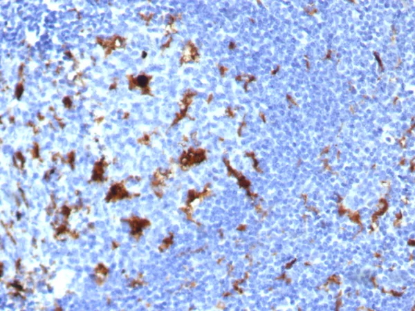 Formalin-fixed, paraffin-embedded human lymph node stained with IL-18 Mouse Monoclonal Antibody (IL18/7781) at 2ug/ml. HIER: Tris/EDTA, pH9.0, 45min. 2°C: HRP-polymer, 30min. DAB, 5min.