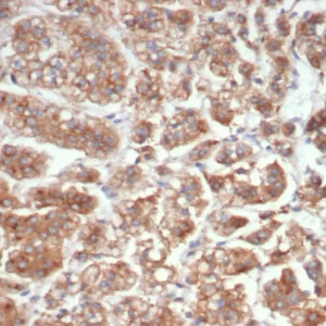 Formalin-fixed, paraffin-embedded human adrenal gland stained with IL-18 Mouse Monoclonal Antibody (IL18/4626). HIER: Tris/EDTA, pH9.0, 45min. 2°C: HRP-polymer, 30min. DAB, 5min.
