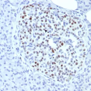 Formalin-fixed, paraffin-embedded human pancreas stained with  INSM-1 Recombinant Rabbit Monoclonal Antibody (INSM1/8149R). HIER: Tris/EDTA, pH9.0, 45min. 2°C: HRP-polymer, 30min. DAB, 5min.