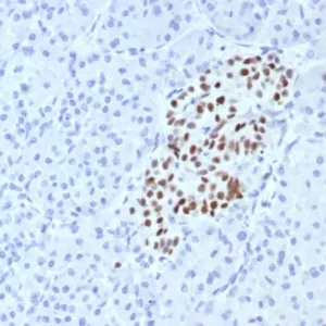 Formalin-fixed, paraffin-embedded human pancreas stained with  INSM-1 Recombinant Rabbit Monoclonal Antibody (INSM1/7992R). HIER: Tris/EDTA, pH9.0, 45min. 2°C: HRP-polymer, 30min. DAB, 5min.