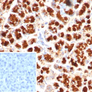 Formalin-fixed, paraffin-embedded human pancreas stained with GIRK2 Mouse Monoclonal Antibody (KCNJ6/7558) at 2ug/ml. Inset: PBS instead of primary antibody; secondary only negative control.