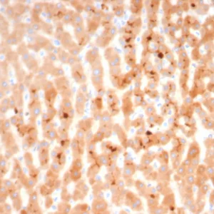 Formalin-fixed, paraffin-embedded human liver stained with Kininogen 1 (KNG1) Mouse Monoclonal Antibody (KNG1/7423). HIER: Tris/EDTA, pH9.0, 45min. 2°C: HRP-polymer, 30min. DAB, 5min.