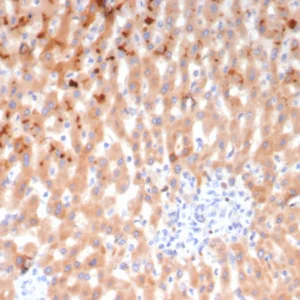 Formalin-fixed, paraffin-embedded human liver stained with Kininogen 1 (KNG1) Mouse Monoclonal Antibody (KNG1/7424). HIER: Tris/EDTA, pH9.0, 45min. 2°C: HRP-polymer, 30min. DAB, 5min.
