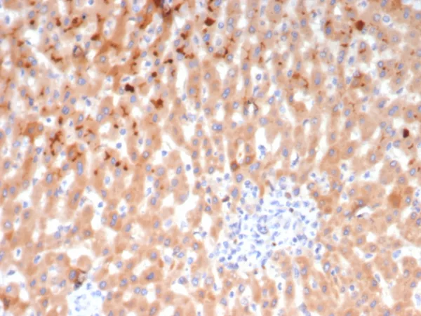 Formalin-fixed, paraffin-embedded human liver stained with Kininogen 1 (KNG1) Mouse Monoclonal Antibody (KNG1/7424). HIER: Tris/EDTA, pH9.0, 45min. 2°C: HRP-polymer, 30min. DAB, 5min.