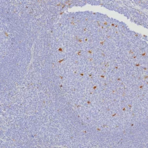 Formalin-fixed, paraffin-embedded human tonsil stained with CD107a / LAMP1 Mouse Monoclonal Antibody (LAMP1/7457). HIER: Tris/EDTA, pH9.0, 45min. 2°C: HRP-polymer, 30min. DAB, 5min.