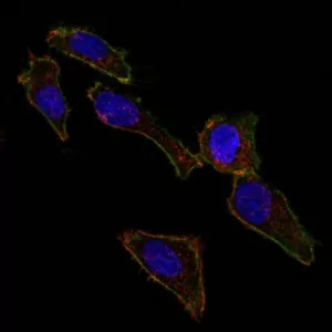 Confocal Immunofluorescent analysis of SK-OV-3 cells using CF488-labeled EpCAM Mouse Monoclonal Antibody (EGP40/826) (Green). DyLight 554 Phalloidin labeled F-actin filaments (Red). DAPI stained nuclei (blue).