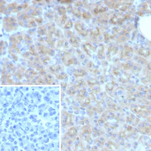Formalin-fixed, paraffin-embedded human pancreas stained with  SMAD4 Mouse Monoclonal Antibody (SMAD4/7901). Inset: PBS instead of primary antibody; secondary only negative control.