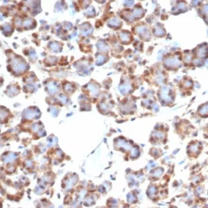 Formalin-fixed, paraffin-embedded human salivary gland stained with SMAD4 / DPC4 Recombinant Rabbit Monoclonal Antibody (SMAD4/7905R). HIER: Tris/EDTA, pH9.0, 45min. 2°C: HRP-polymer, 30min. DAB, 5min.