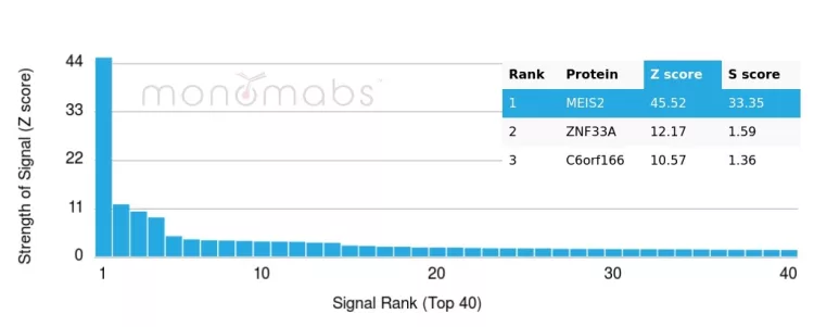 Analysis of Protein Array containing more than 19,000 full-length human proteins using MEIS2 Mouse Monoclonal Antibody (PCRP-MEIS2-2B3). Z- and S- Score: The Z-score represents the strength of a signal that a monoclonal antibody (MAb) (in combination with a fluorescently-tagged anti-IgG secondary antibody) produces when binding to a particular protein on the HuProtTM array. Z-scores are described in units of standard deviations (SD's) above the mean value of all signals generated on that array. If targets on HuProtTM are arranged in descending order of the Z-score, the S-score is the difference (also in units of SD's) between the Z-score. S-score therefore represents the relative target specificity of a MAb to its intended target. A MAb is considered to specific to its intended target, if the MAb has an S-score of at least 2.5. For example, if a MAb binds to protein X with a Z-score of 43 and to protein Y with a Z-score of 14, then the S-score for the binding of that MAb to protein X is equal to 29. MEIS2 (Transcription Factor) Antibody - Image 3