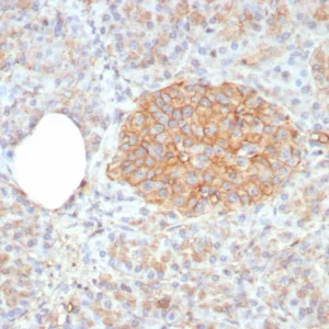 Formalin-fixed, paraffin-embedded human pancreas stained with  CD99 Recombinant Mouse Monoclonal Antibody (rMIC2/8358). HIER: Tris/EDTA, pH9.0, 45min. 2: HRP-polymer, 30min. DAB, 5min.