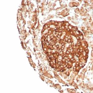 Formalin-fixed, paraffin-embedded human pancreas stained with  CD99 Recombinant Mouse Monoclonal Antibody (rMIC2/8746). HIER: Tris/EDTA, pH9.0, 45min. 2°C: HRP-polymer, 30min. DAB, 5min.