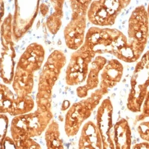Formalin-fixed, paraffin-embedded human kidney stained with MIF Mouse Monoclonal Antibody (MIF/6277). HIER: Tris/EDTA, pH9.0, 45min. 2°C: HRP-polymer, 30min. DAB, 5min.