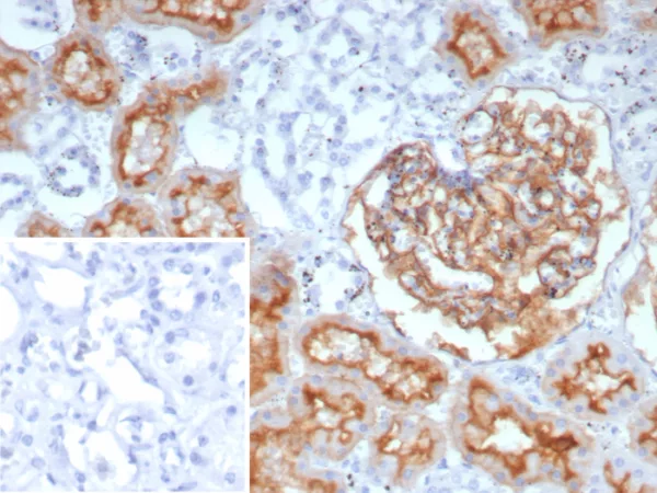 Formalin-fixed, paraffin-embedded human prostate stained with CD10 Recombinant Mouse Monoclonal Antibody (rMME/9377). HIER: Tris/EDTA, pH9.0, 45min. 2°C: HRP-polymer, 30min. DAB, 5min.
