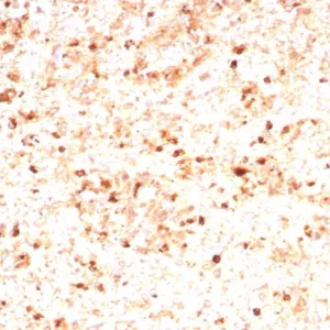 Formalin-fixed, paraffin-embedded human spleen stained with MPO Recombinant Mouse Monoclonal Antibody (rMPO/8694). HIER: Tris/EDTA, pH9.0, 45min. 2°C: HRP-polymer, 30min. DAB, 5min.
