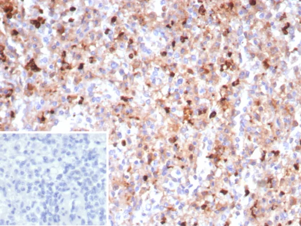 Formalin-fixed, paraffin-embedded human spleen stained with Myeloperoxidase Recombinant Rabbit Monoclonal Antibody (MPO/8290R). Inset: PBS instead of primary antibody; secondary only negative control.