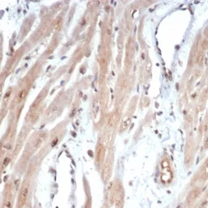 Formalin-fixed, paraffin-embedded human heart stained with c-Myc Recombinant Rabbit Monoclonal Antibody (MYC/7855R). HIER: Tris/EDTA, pH9.0, 45min. 2°C: HRP-polymer, 30min. DAB, 5min.