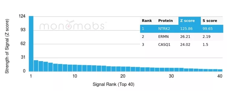 Analysis of Protein Array containing more than 19,000 full-length human proteins using NTRK2 / TRKb Mouse Monoclonal Antibody (NTRK2/4673). Z- and S- Score: The Z-score represents the strength of a signal that a monoclonal antibody (MAb) (in combination with a fluorescently-tagged anti-IgG secondary antibody) produces when binding to a particular protein on the HuProtTM array. Z-scores are described in units of standard deviations (SD's) above the mean value of all signals generated on that array. If targets on HuProtTM are arranged in descending order of the Z-score, the S-score is the difference (also in units of SD's) between the Z-score. S-score therefore represents the relative target specificity of a MAb to its intended target. A MAb is considered to specific to its intended target, if the MAb has an S-score of at least 2.5. For example, if a MAb binds to protein X with a Z-score of 43 and to protein Y with a Z-score of 14, then the S-score for the binding of that MAb to protein X is equal to 29. NTRK2 (Neurotrophic Receptor Tyrosine Kinase 2) Antibody - Image 3