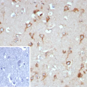 Formalin-fixed, paraffin-embedded human brain stained with NTRK2 / TRKb Mouse Monoclonal Antibody (NTRK2/7928). Inset: PBS instead of primary antibody; secondary only negative control.