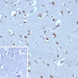 Formalin-fixed, paraffin-embedded human brain stained with NEUROG3 Mouse Monoclonal Antibody (NGN3/1808) Inset: PBS instead of primary antibody; secondary only negative control.