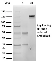 SDS-PAGE Analysis of Purified PAX3 Mouse Monoclonal Antibody (PAX3/4700). Confirmation of Purity and Integrity of Antibody.