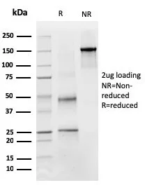 SDS-PAGE Analysis of Purified PAX4 Mouse Monoclonal Antibody (PAX4/3011). Confirmation of Purity and Integrity of Antibody.