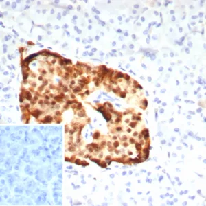 Formalin-fixed, paraffin-embedded human pancreas stained with PAX6 Mouse Monoclonal Antibody (PAX6/7710). Inset: PBS instead of primary antibody; secondary only negative control.