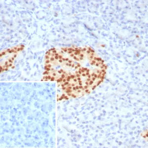 Formalin-fixed, paraffin-embedded human pancreas stained with PAX6 Mouse Monoclonal Antibody (PAX6/7729). Inset: PBS instead of primary antibody; secondary only negative control.
