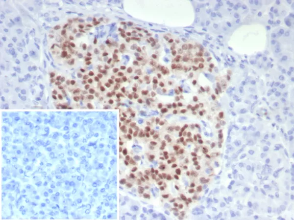 Formalin-fixed, paraffin-embedded human pancreas stained with PAX6 Mouse Monoclonal Antibody (PAX6/7705). Inset: PBS instead of primary antibody; secondary only negative control.