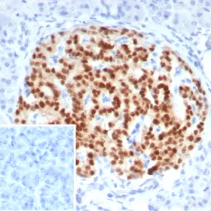 Formalin-fixed, paraffin-embedded human pancreas stained with PAX6 Mouse Monoclonal Antibody (PAX6/7707). Inset: PBS instead of primary antibody; secondary only negative control.