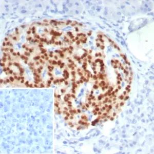 Formalin-fixed, paraffin-embedded human pancreas stained with PAX6 Mouse Monoclonal Antibody (PAX6/7708). Inset: PBS instead of primary antibody; secondary only negative control.