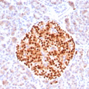 Formalin-fixed, paraffin-embedded human pancreas stained with PAX6 Recombinant Rabbit Monoclonal Antibody (PAX6/8578R). HIER: Tris/EDTA, pH9.0, 45min. 2°C: HRP-polymer, 30min. DAB, 5min.