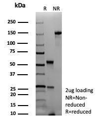 SDS-PAGE Analysis of Purified PAX7 Recombinant Mouse Monoclonal Antibody (rPAX7/9325). Confirmation of Integrity and Purity of Antibody.