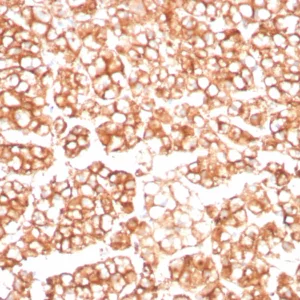 Formalin-fixed, paraffin-embedded human adrenal gland stained with MDR1 Recombinant Rabbit Monoclonal Antibody (MDR1/8962R). HIER: Tris/EDTA, pH9.0, 45min. 2°C: HRP-polymer, 30min. DAB, 5min.