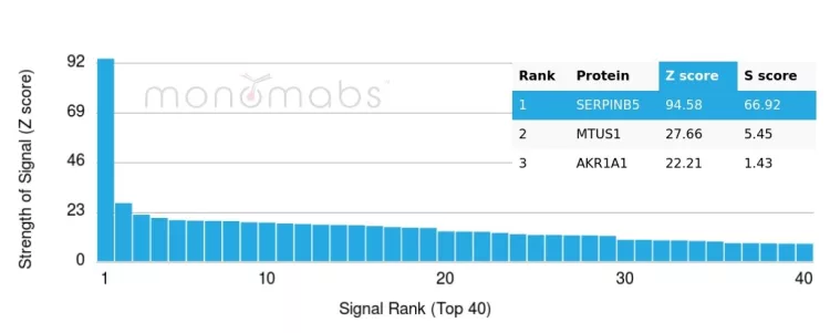 Analysis of Protein Array containing more than 19,000 full-length human proteins using SERPINB5 / Maspin Mouse Monoclonal Antibody (SERPINB5/4978). Z- and S- Score: The Z-score represents the strength of a signal that a monoclonal antibody (MAb) (in combination with a fluorescently-tagged anti-IgG secondary antibody) produces when binding to a particular protein on the HuProtTM array. Z-scores are described in units of standard deviations (SD's) above the mean value of all signals generated on that array. If targets on HuProtTM are arranged in descending order of the Z-score, the S-score is the difference (also in units of SD's) between the Z-score. S-score therefore represents the relative target specificity of a MAb to its intended target. A MAb is considered to specific to its intended target, if the MAb has an S-score of at least 2.5. For example, if a MAb binds to protein X with a Z-score of 43 and to protein Y with a Z-score of 14, then the S-score for the binding of that MAb to protein X is equal to 29. SERPINB5 / Maspin (Tumor Suppressor & Epithelial Biomarker) Antibody - Image 2
