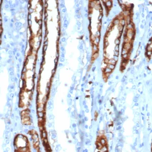 Formalin-fixed, paraffin-embedded human kidney stained with IL20RA Mouse Monoclonal Antibody (IL20RA/0001). HIER: Tris/EDTA, pH9.0, 45min. 2°C: HRP-polymer, 30min. DAB, 5min.