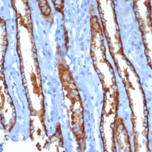 Formalin-fixed, paraffin-embedded human kidney stained with IL20RA Mouse Monoclonal Antibody (IL20RA/1752). HIER: Tris/EDTA, pH9.0, 45min. 2°C: HRP-polymer, 30min. DAB, 5min.