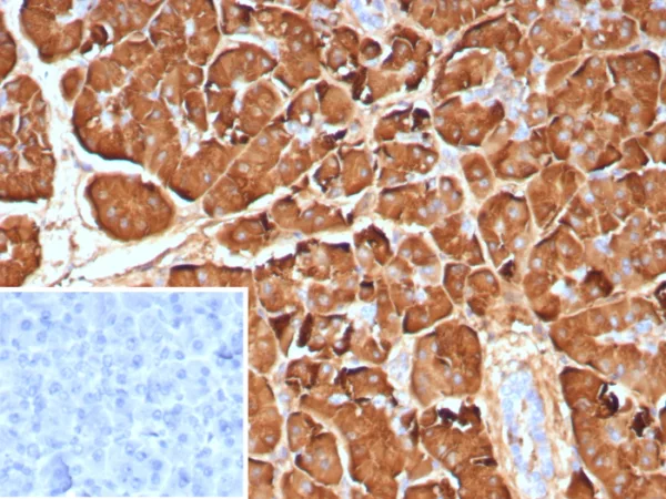 Formalin-fixed, paraffin-embedded human pancreas stained with Pancreatic lipase Mouse Monoclonal Antibody (PNLIP/9040). Inset: PBS instead of primary antibody; secondary only negative control.