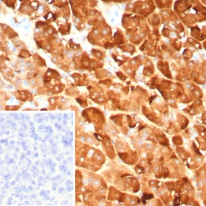 Formalin-fixed, paraffin-embedded human pancreas stained with Pancreatic lipase Mouse Monoclonal Antibody (PNLIP/9041). Inset: PBS instead of primary antibody; secondary only negative control.