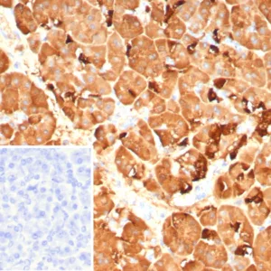 Formalin-fixed, paraffin-embedded human pancreas stained with Pancreatic lipase Mouse Monoclonal Antibody (PNLIP/9042). Inset: PBS instead of primary antibody; secondary only negative control.