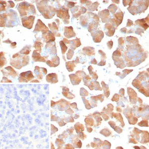 Formalin-fixed, paraffin-embedded human pancreas stained with Pancreatic lipase Mouse Monoclonal Antibody (PNLIP/8913). Inset: PBS instead of primary antibody; secondary only negative control.