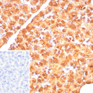 Formalin-fixed, paraffin-embedded human pancreas stained with Pancreatic lipase Mouse Monoclonal Antibody (PNLIP/8916). Inset: PBS instead of primary antibody; secondary only negative control.