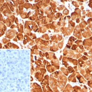 Formalin-fixed, paraffin-embedded human pancreas stained with Pancreatic lipase Mouse Monoclonal Antibody (PNLIP/9039). Inset: PBS instead of primary antibody; secondary only negative control.