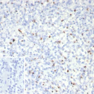 Formalin-fixed, paraffin-embedded human spleen stained with Perforin-1 Recombinant Mouse Monoclonal Antibody (rPRF1/8058). Inset: PBS instead of primary antibody; secondary only negative control.
